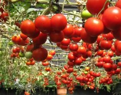 О выращивании помидор. Советы специалиста